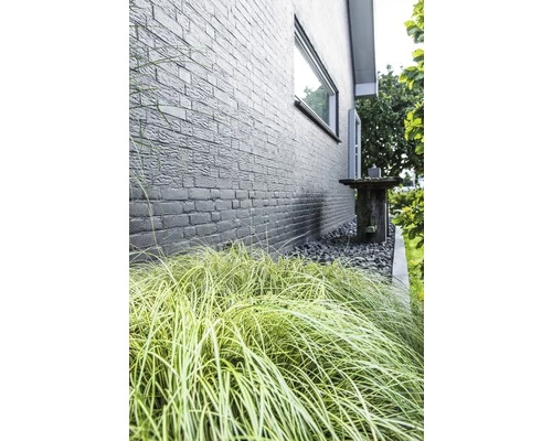 Segge FloraSelf Carex Oshimensis 'Evergold' H 5-15 Cm T 14 Cm 3 Segge FloraSelf Carex Oshimensis 'Evergold' H 5-15 Cm T 14 Cm