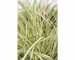 Segge FloraSelf Carex Oshimensis 'Evergold' H 5-15 Cm T 14 Cm 7 Segge FloraSelf Carex Oshimensis 'Evergold' H 5-15 Cm T 14 Cm -Florasellf Geschaft DV 8 5093951 03 4c DE 20190318161754