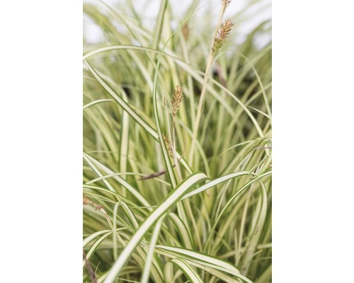 Segge FloraSelf Carex Oshimensis 'Evergold' H 5-15 Cm T 14 Cm 5 Segge FloraSelf Carex Oshimensis 'Evergold' H 5-15 Cm T 14 Cm – Bild 3