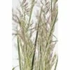 Reitgras FloraSelf Calamagrostis X Acutiflora 'Overdam' Co 3 L -Florasellf Geschaft DV 8 5093980 01 4c DE 20180305180541