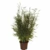 Aufrechter Gartenbambus FloraSelf Fargesia Murielae 'Jumbo' H 40-60 Cm Co 5 L 2 Aufrechter Gartenbambus FloraSelf Fargesia Murielae 'Jumbo' H 40-60 Cm Co 5 L -Florasellf Geschaft DV 8 5122848 02 4c DE 20190128075033