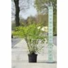 Prachtspierenstrauch FloraSelf Spiraea Vanhouttei H 40-60 Cm Co 10 L 1 Prachtspierenstrauch FloraSelf Spiraea Vanhouttei H 40-60 Cm Co 10 L -Florasellf Geschaft DV 8 5179636 02 4c DE 20200313141659