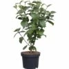 Großblumiger Duftschneeball FloraSelf Viburnum Carlcephalum H 40-60 Cm Co 5 L