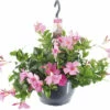 Dipladenie, Trichterblüte Ampel FloraSelf Dipladenia Mandevilla 'Summerstar'® Ø 25 Cm Topf Rosa 1 Dipladenie, Trichterblüte Ampel FloraSelf Dipladenia Mandevilla 'Summerstar'® Ø 25 Cm Topf Rosa -Florasellf Geschaft DV 8 5489483 01 4c DE 20220528224651