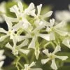 Sternjasmin FloraSelf Trachelospermum Jasminoides H 50-70 Cm Co 2,3 L 2 Sternjasmin FloraSelf Trachelospermum Jasminoides H 50-70 Cm Co 2,3 L -Florasellf Geschaft DV 8 5498827 02 4c DE 20220324121657