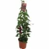 Rote Schwarzäugige Susanne Pyramide FloraSelf Thunbergia Alata Gesamthöhe Ca. 90 Cm Ø 19 Cm Topf 2 Rote Schwarzäugige Susanne Pyramide FloraSelf Thunbergia Alata Gesamthöhe Ca. 90 Cm Ø 19 Cm Topf -Florasellf Geschaft DV 8 5530462 03 4c DE 20180322173513