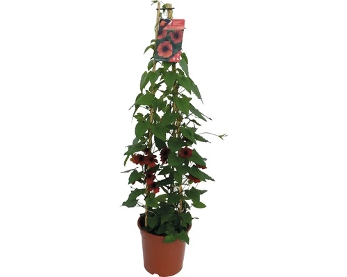Rote Schwarzäugige Susanne Pyramide FloraSelf Thunbergia Alata Gesamthöhe Ca. 90 Cm Ø 19 Cm Topf 3 Rote Schwarzäugige Susanne Pyramide FloraSelf Thunbergia Alata Gesamthöhe Ca. 90 Cm Ø 19 Cm Topf