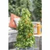 Orange Schwarzäugige Susanne Pyramide FloraSelf Thunbergia Alata Gesamthöhe Ca. 90 Cm Ø 19 Cm Topf -Florasellf Geschaft DV 8 5530463 03 4c DE 20170926004144