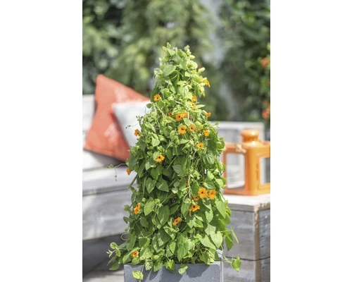 Orange Schwarzäugige Susanne Pyramide FloraSelf Thunbergia Alata Gesamthöhe Ca. 90 Cm Ø 19 Cm Topf 3 Orange Schwarzäugige Susanne Pyramide FloraSelf Thunbergia Alata Gesamthöhe Ca. 90 Cm Ø 19 Cm Topf