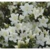 FloraSelf Japanische Azalee Rhododendron Obtusum H 30-40 Cm Co 5 L Weiß 2 FloraSelf Japanische Azalee Rhododendron Obtusum H 30-40 Cm Co 5 L Weiß -Florasellf Geschaft DV 8 5533164 01 4c DE 20151026140150