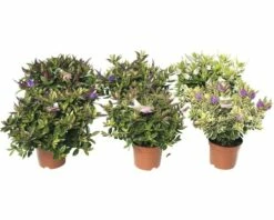 Strauchveronika FloraSelf Hebe 'Addenda Mix' Ø 13 Cm Topf Zufällige Sortenauswahl