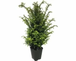 Eibe FloraSelf Taxus Baccata H 100-125 Cm Im ClickCo -Florasellf Geschaft DV 8 5543583 02 4c DE 20210121074655