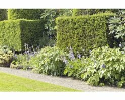 Eibe FloraSelf Taxus Baccata H 100-125 Cm Im ClickCo