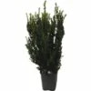 Männliche, Nicht Fruchtende Bechereibe FloraSelf Taxus Media 'Hillii' H 80-100 Cm ClickCo -Florasellf Geschaft DV 8 5543584 01 4c DE 20230301134652