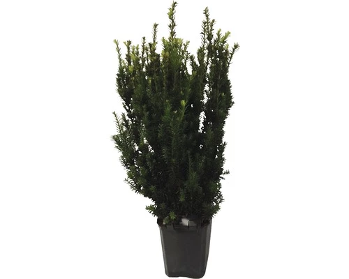 Männliche, Nicht Fruchtende Bechereibe FloraSelf Taxus Media 'Hillii' H 80-100 Cm ClickCo 3 Männliche, Nicht Fruchtende Bechereibe FloraSelf Taxus Media 'Hillii' H 80-100 Cm ClickCo