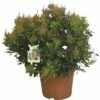 Japanische Lavendelheide FloraSelf Pieris Japonica H 20-30 Ø 25 Cm Topf -Florasellf Geschaft DV 8 5543585 01 4c CH 20181129051657