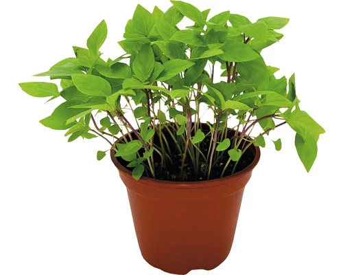 Bio Thai-Basilikum FloraSelf Bio Ocimum Basilicum 'Siam Queen' Ø 12 Cm Topf 3 Bio Thai-Basilikum FloraSelf Bio Ocimum Basilicum 'Siam Queen' Ø 12 Cm Topf