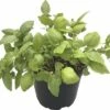 Bio Zitronen-Basilikum FloraSelf Bio Ocimum Americanum Ø 12 Cm Topf -Florasellf Geschaft DV 8 5544025 01 4c DE 20170318112439