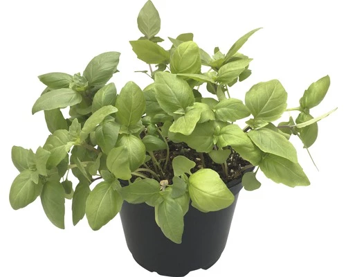 Bio Zitronen-Basilikum FloraSelf Bio Ocimum Americanum Ø 12 Cm Topf 3 Bio Zitronen-Basilikum FloraSelf Bio Ocimum Americanum Ø 12 Cm Topf