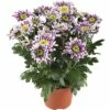 Chrysantheme FloraSelf Chrysanthemum Indicum 'Saba' Ø 12 Cm Topf -Florasellf Geschaft DV 8 5548478 01 4c DE 20180911190915