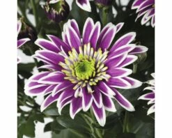 Chrysantheme FloraSelf Chrysanthemum Indicum 'Saba' Ø 12 Cm Topf 7 Chrysantheme FloraSelf Chrysanthemum Indicum 'Saba' Ø 12 Cm Topf -Florasellf Geschaft DV 8 5548478 02 4c DE 20190509091655