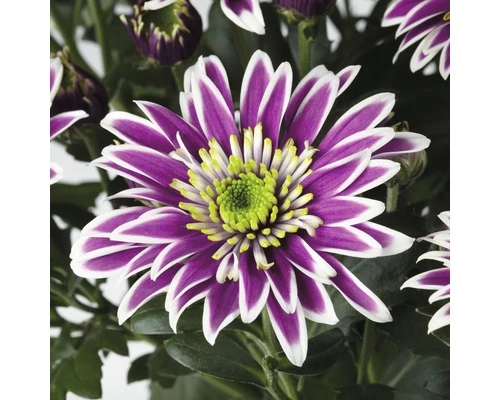 Chrysantheme FloraSelf Chrysanthemum Indicum 'Saba' Ø 12 Cm Topf 5 Chrysantheme FloraSelf Chrysanthemum Indicum 'Saba' Ø 12 Cm Topf – Bild 3