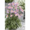 Herbst-Anemone FloraSelf Anemone Hupehensis H 10-60 Cm Co 3 L 1 Herbst-Anemone FloraSelf Anemone Hupehensis H 10-60 Cm Co 3 L -Florasellf Geschaft DV 8 5555738 01 4c DE 20190131121759