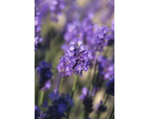 Englischer Lavendel FloraSelf Lavandula Angustifolia 'Royal Sensation' H 20-30 Cm Co 5 L 4 Englischer Lavendel FloraSelf Lavandula Angustifolia 'Royal Sensation' H 20-30 Cm Co 5 L – Bild 2