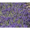 Englischer Lavendel FloraSelf Lavandula Angustifolia 'Royal Sensation' H 20-30 Cm Co 5 L -Florasellf Geschaft DV 8 5563793 02 4c DE 20201006081800