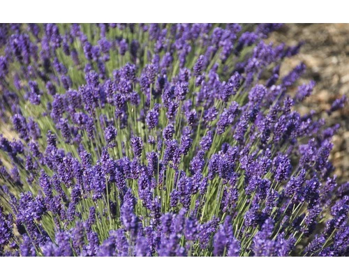 Englischer Lavendel FloraSelf Lavandula Angustifolia 'Royal Sensation' H 20-30 Cm Co 5 L 3 Englischer Lavendel FloraSelf Lavandula Angustifolia 'Royal Sensation' H 20-30 Cm Co 5 L