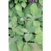 Salbei FloraSelf Salvia Officinalis 'Culinaria' Ø 12 Cm Topf -Florasellf Geschaft DV 8 5578235 01 4c DE 20180619111752