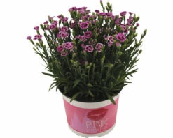 Nelke FloraSelf Dianthus Caryophyllus Pink Kisses® Ø 11 Cm Topf 15 Nelke FloraSelf Dianthus Caryophyllus Pink Kisses® Ø 11 Cm Topf -Florasellf Geschaft DV 8 5591338 02 4c DE 20220906164651