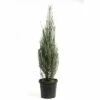 Säulenwacholder FloraSelf Juniperus Scopulorum 'Blue Arrow' H 100-125 Cm Co 12 L