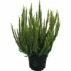 Besenheide, Heidekraut FloraSelf Calluna Vulgaris 'Skyline' Ø 13 Cm Topf -Florasellf Geschaft DV 8 5596224 01 4c DE 20180901204655