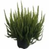 Besenheide, Heidekraut FloraSelf Calluna Vulgaris 'Skyline' Ø 17 Cm Topf -Florasellf Geschaft DV 8 5596225 01 4c DE 20170902162851