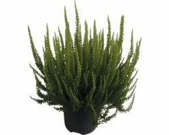 Besenheide, Heidekraut FloraSelf Calluna Vulgaris 'Skyline' Ø 17 Cm Topf