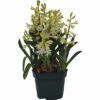 Hyazinthe FloraSelf Hyacinthus Orientalis Ø 12 Cm Topf Weiß -Florasellf Geschaft DV 8 5627536 01 4c DE 20181213171755
