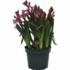 Hyazinthe FloraSelf Hyacinthus Orientalis Ø 12 Cm Topf Rosa 1 Hyazinthe FloraSelf Hyacinthus Orientalis Ø 12 Cm Topf Rosa -Florasellf Geschaft DV 8 5627537 01 4c DE 20181213171755