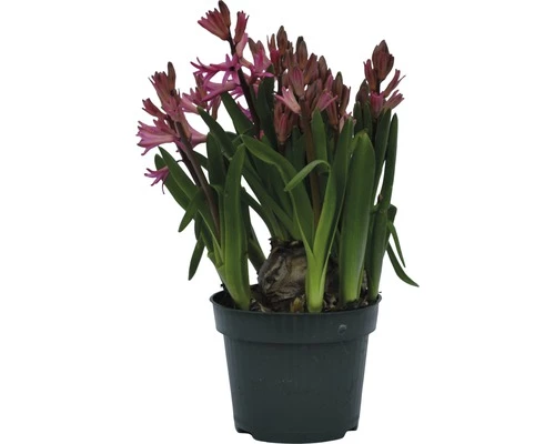 Hyazinthe FloraSelf Hyacinthus Orientalis Ø 12 Cm Topf Rosa 3 Hyazinthe FloraSelf Hyacinthus Orientalis Ø 12 Cm Topf Rosa