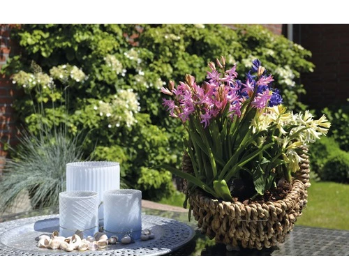 Hyazinthe FloraSelf Hyacinthus Orientalis Ø 12 Cm Topf Rosa 4 Hyazinthe FloraSelf Hyacinthus Orientalis Ø 12 Cm Topf Rosa – Bild 2