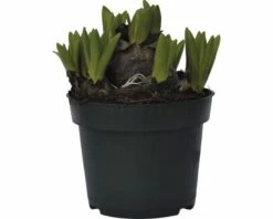 Hyazinthe FloraSelf Hyacinthus Orientalis Ø 12 Cm Topf Rosa 7 Hyazinthe FloraSelf Hyacinthus Orientalis Ø 12 Cm Topf Rosa -Florasellf Geschaft DV 8 5627537 03 4c DE 20181213171755