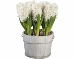 Hyazinthe FloraSelf Hyacinthus Orientalis 'White Pearl' Ø 16 Cm Topf -Florasellf Geschaft DV 8 5627541 02 4c DE 20170309111022