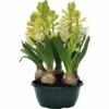 Hyazinthe FloraSelf Hyacinthus Orientalis 'White Pearl' Ø 16 Cm Topf -Florasellf Geschaft DV 8 5627541 03 4c DE 20180220074213