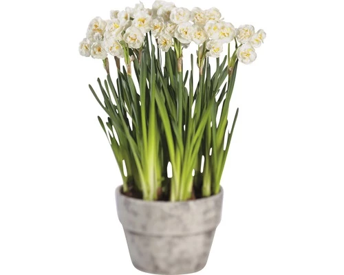 Narzisse, Osterglocke FloraSelf Narcissus Pseudonarcissus 'Bridal Crown' Ø 16 Cm Topf 4 Narzisse, Osterglocke FloraSelf Narcissus Pseudonarcissus 'Bridal Crown' Ø 16 Cm Topf – Bild 2