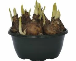 Narzisse, Osterglocke FloraSelf Narcissus Pseudonarcissus 'Bridal Crown' Ø 16 Cm Topf 9 Narzisse, Osterglocke FloraSelf Narcissus Pseudonarcissus 'Bridal Crown' Ø 16 Cm Topf -Florasellf Geschaft DV 8 5627543 02 4c DE 20181214094653