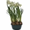 Narzisse, Osterglocke FloraSelf Narcissus Pseudonarcissus 'Bridal Crown' Ø 16 Cm Topf -Florasellf Geschaft DV 8 5627543 03 4c DE 20181214094653