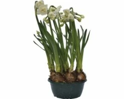 Narzisse, Osterglocke FloraSelf Narcissus Pseudonarcissus 'Bridal Crown' Ø 16 Cm Topf