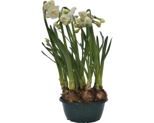 Narzisse, Osterglocke FloraSelf Narcissus Pseudonarcissus 'Bridal Crown' Ø 16 Cm Topf 3 Narzisse, Osterglocke FloraSelf Narcissus Pseudonarcissus 'Bridal Crown' Ø 16 Cm Topf