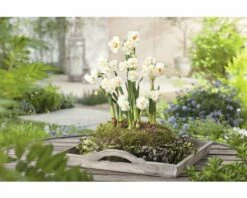 Narzisse, Osterglocke FloraSelf Narcissus Pseudonarcissus 'Bridal Crown' Ø 16 Cm Topf 8 Narzisse, Osterglocke FloraSelf Narcissus Pseudonarcissus 'Bridal Crown' Ø 16 Cm Topf -Florasellf Geschaft DV 8 5627543 04 4c DE 20181214094653