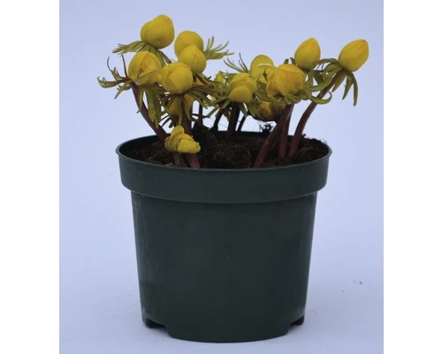 Winterling FloraSelf Eranthis Hyemalis Ø 9 Cm Topf 4 Winterling FloraSelf Eranthis Hyemalis Ø 9 Cm Topf – Bild 2